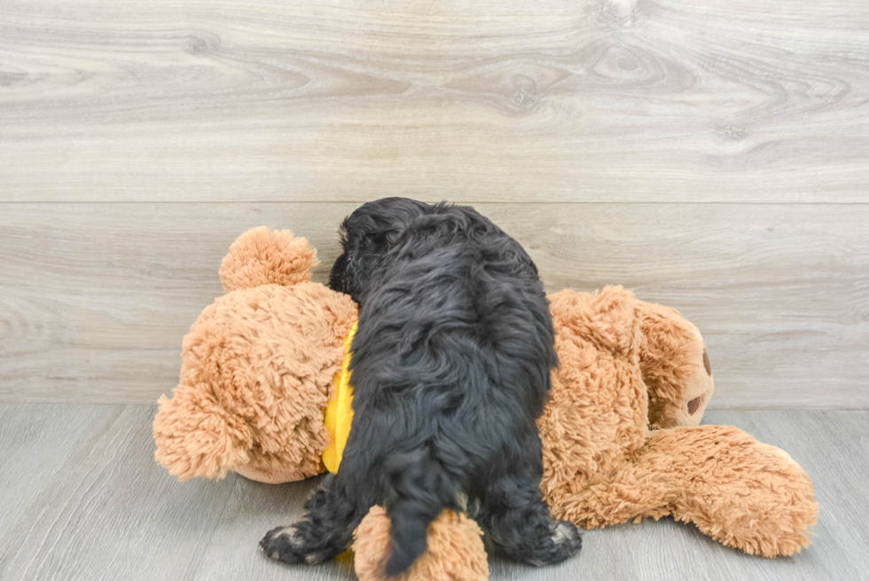 Best Cavapoo Baby