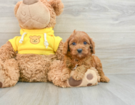 8 week old Cavapoo Puppy For Sale - Seaside Pups