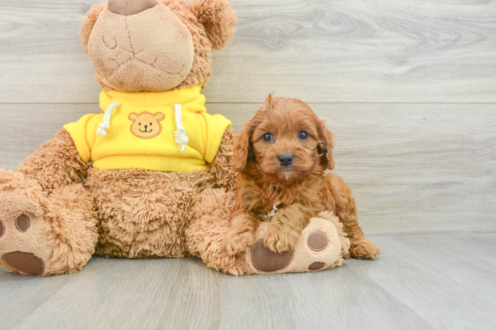 Happy Cavapoo Baby