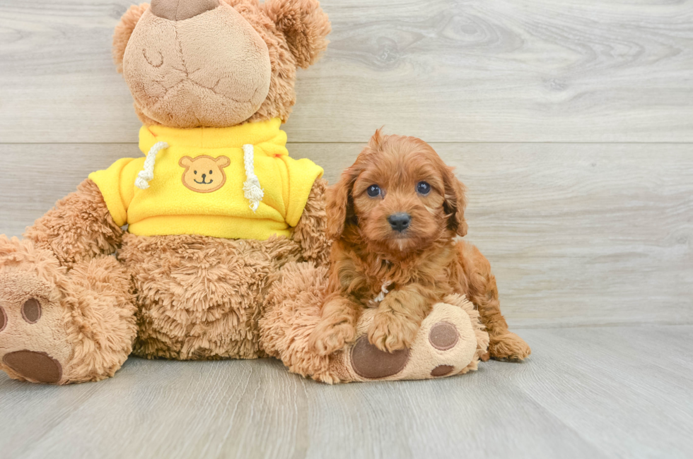 8 week old Cavapoo Puppy For Sale - Seaside Pups