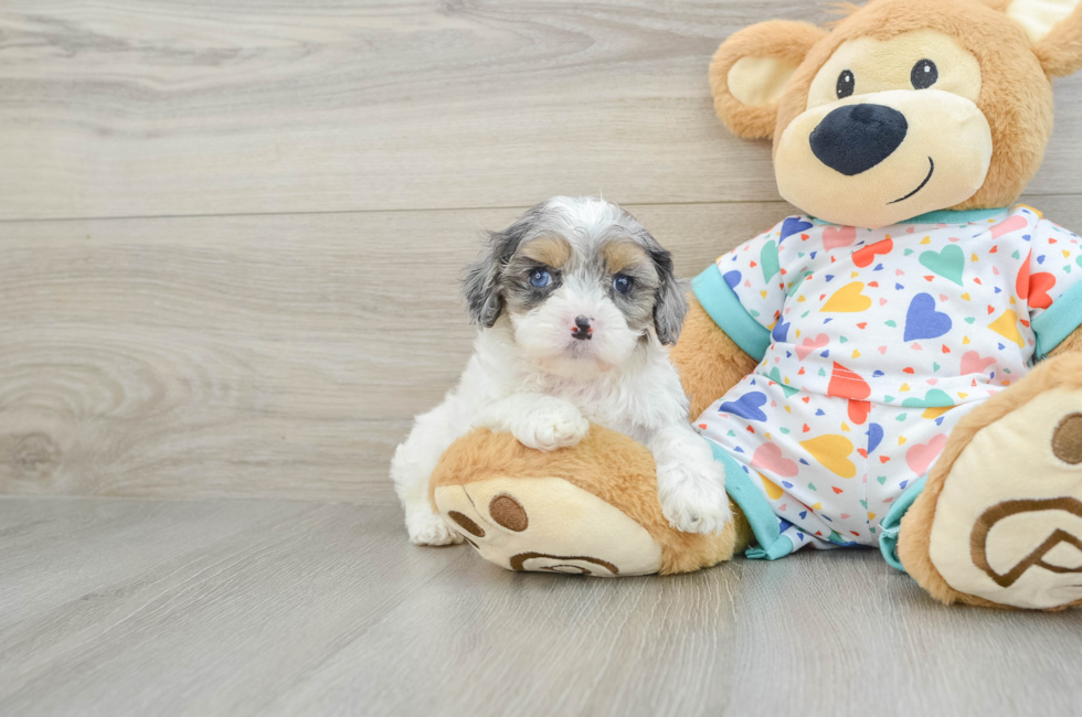 7 week old Cavapoo Puppy For Sale - Seaside Pups