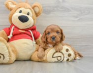 8 week old Cavapoo Puppy For Sale - Seaside Pups