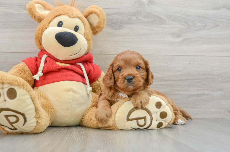 6 week old Cavapoo Puppy For Sale - Seaside Pups