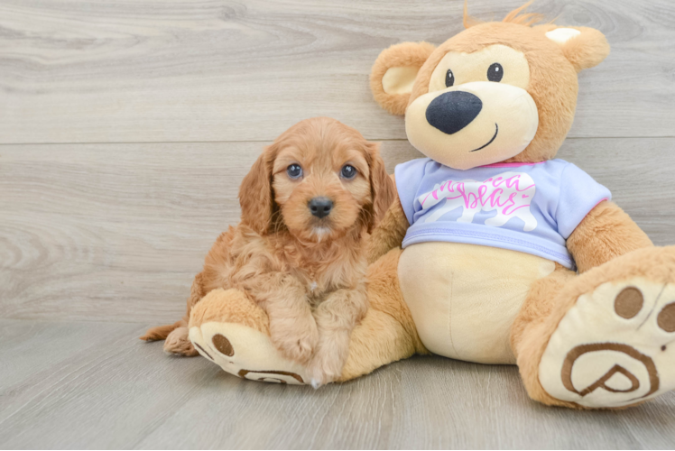 Funny Cavapoo Poodle Mix Pup