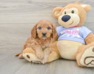 9 week old Cavapoo Puppy For Sale - Seaside Pups