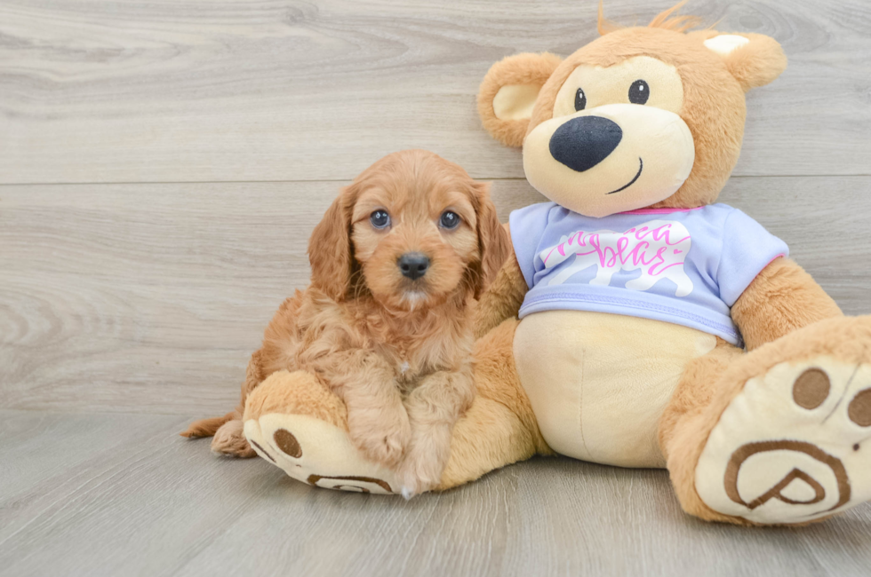 6 week old Cavapoo Puppy For Sale - Seaside Pups