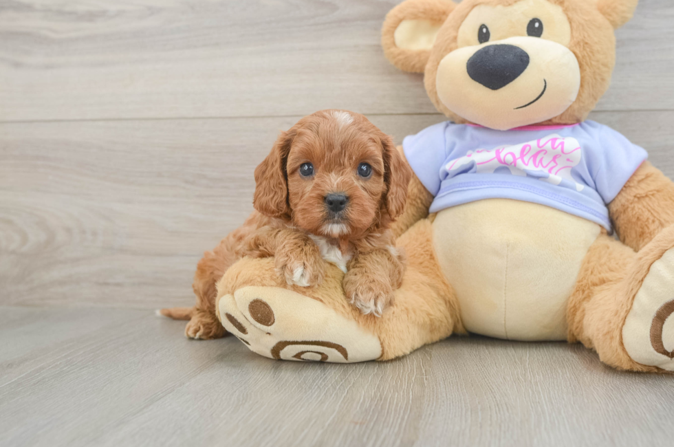 5 week old Cavapoo Puppy For Sale - Seaside Pups