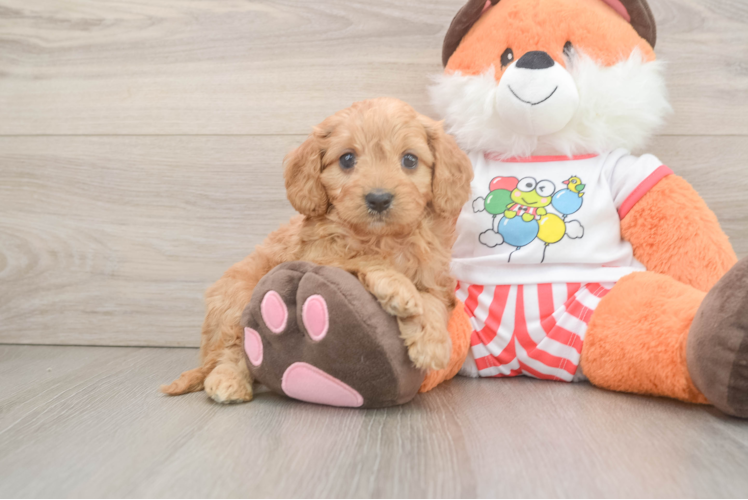 Cavapoo Puppy for Adoption