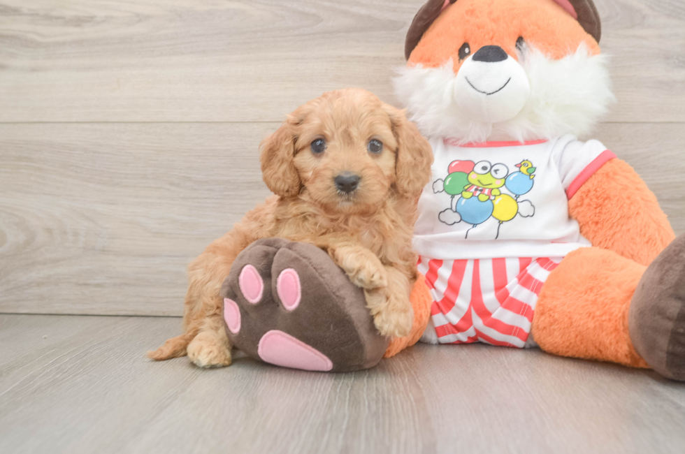 6 week old Cavapoo Puppy For Sale - Seaside Pups