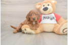 Cavapoo Pup Being Cute