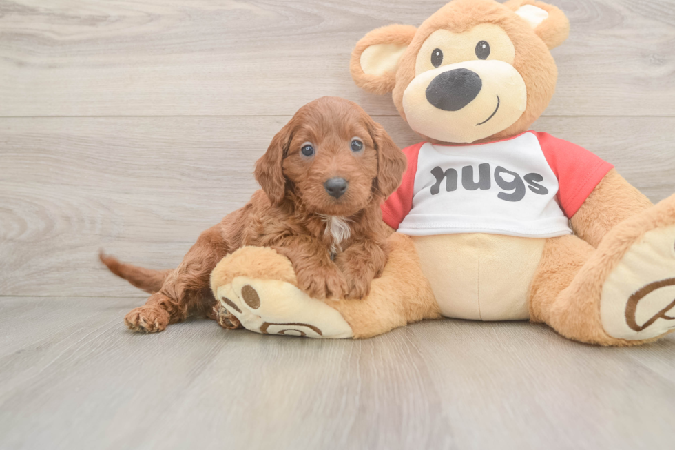 Cavapoo Pup Being Cute