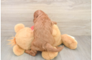 Hypoallergenic Cavadoodle Poodle Mix Puppy