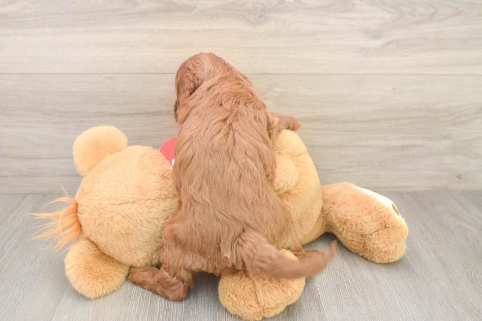 Hypoallergenic Cavadoodle Poodle Mix Puppy