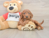 9 week old Cavapoo Puppy For Sale - Seaside Pups
