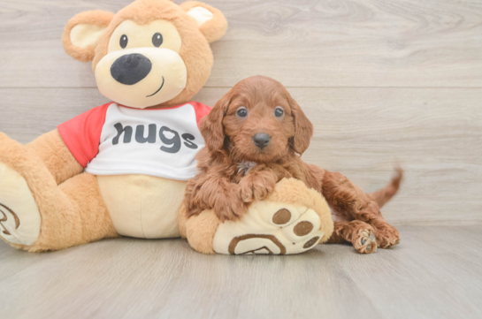 Fluffy Cavapoo Poodle Mix Pup