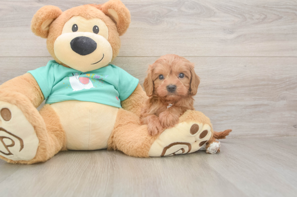 5 week old Cavapoo Puppy For Sale - Seaside Pups