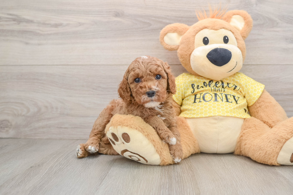 Friendly Cavapoo Baby
