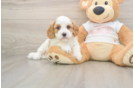 Small Cavapoo Baby