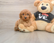 8 week old Cavapoo Puppy For Sale - Seaside Pups