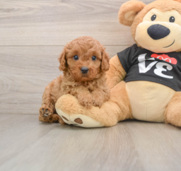 8 week old Cavapoo Puppy For Sale - Seaside Pups