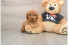 Best Cavapoo Baby