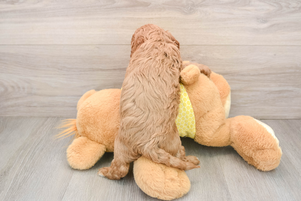 Hypoallergenic Cavadoodle Poodle Mix Puppy