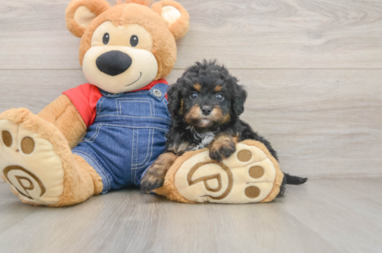Cavapoo Puppy for Adoption