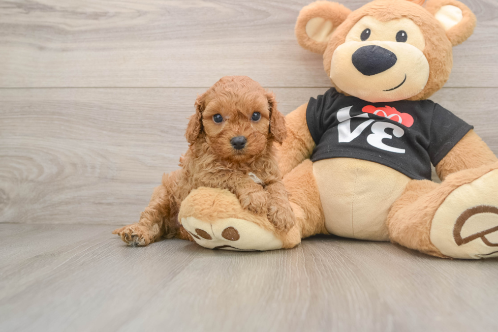 Happy Cavapoo Baby