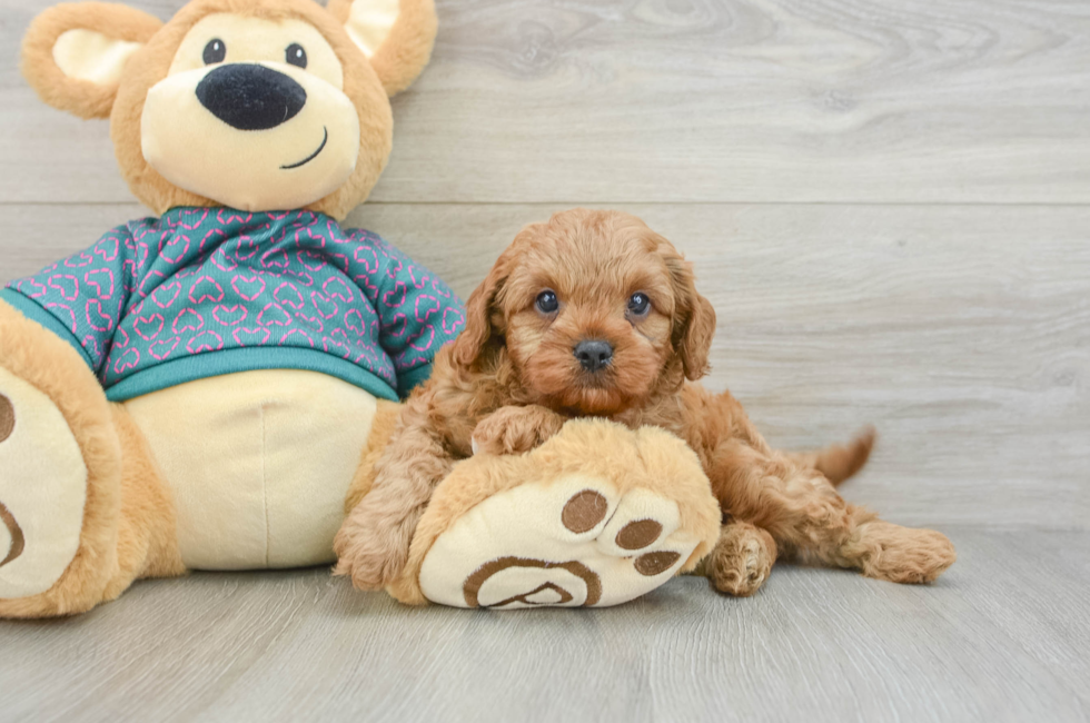 7 week old Cavapoo Puppy For Sale - Seaside Pups