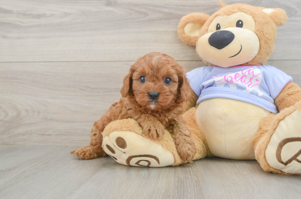 5 week old Cavapoo Puppy For Sale - Seaside Pups