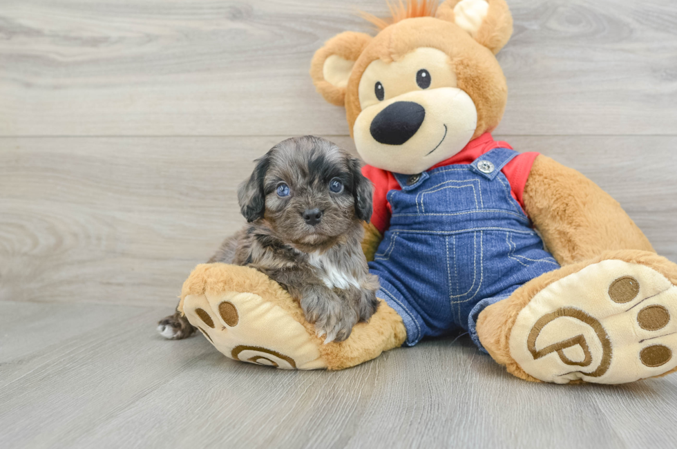 5 week old Cavapoo Puppy For Sale - Seaside Pups