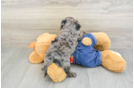 Cavapoo Pup Being Cute