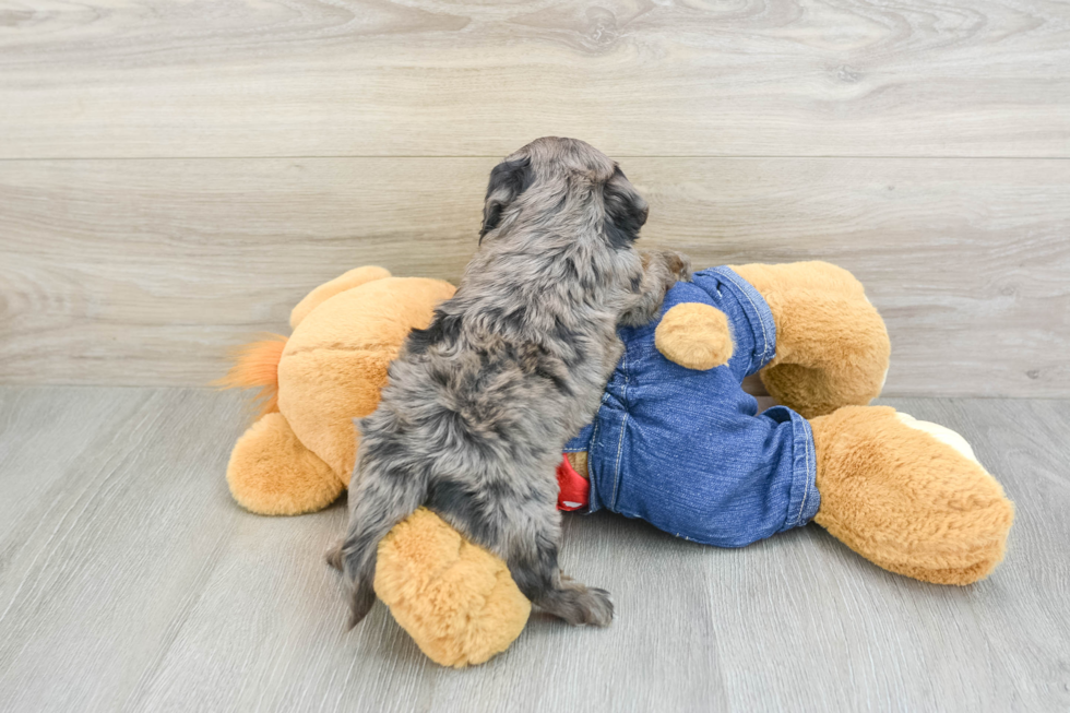 Cavapoo Pup Being Cute