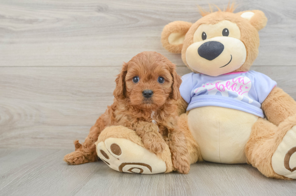 5 week old Cavapoo Puppy For Sale - Seaside Pups
