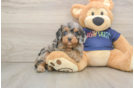 Fluffy Cavapoo Poodle Mix Pup