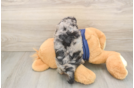 Popular Cavapoo Poodle Mix Pup