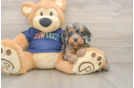 Cavapoo Puppy for Adoption