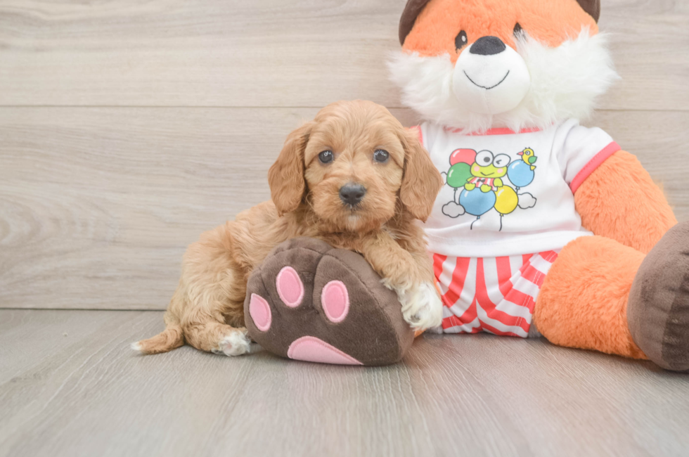 6 week old Cavapoo Puppy For Sale - Seaside Pups