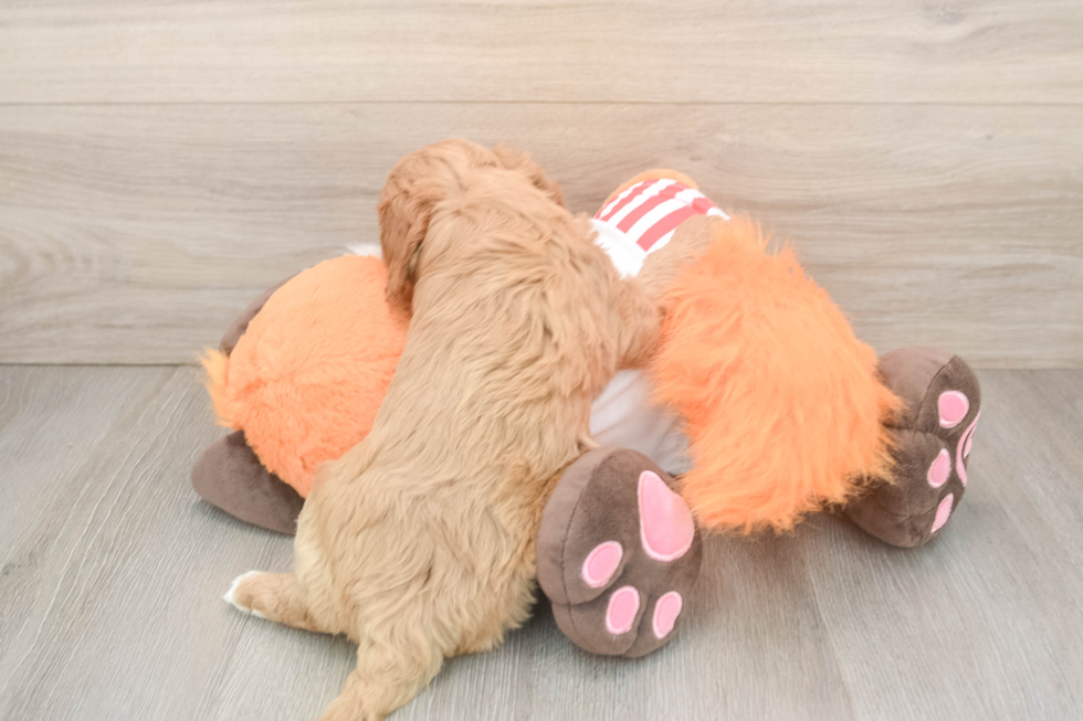 Cavapoo Puppy for Adoption