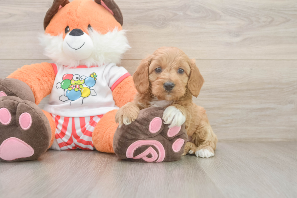 Petite Cavapoo Poodle Mix Pup
