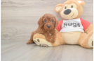 Cavapoo Puppy for Adoption