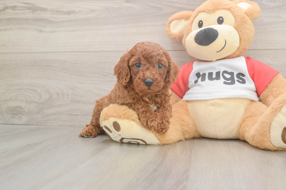 Cavapoo Puppy for Adoption