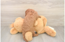 Cavapoo Pup Being Cute