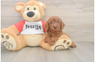 Cavapoo Puppy for Adoption