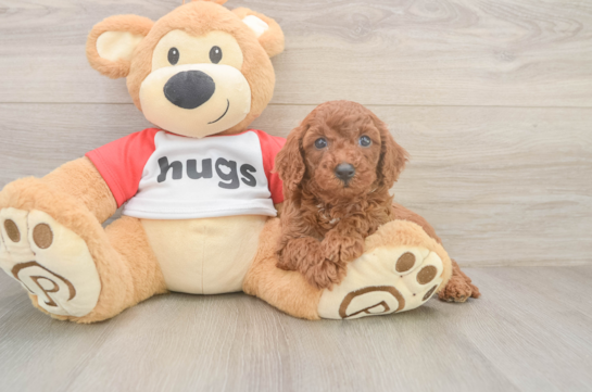 Cavapoo Puppy for Adoption