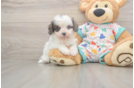 Adorable Cavalier King Charles Spaniel and Poodle Mix Poodle Mix Puppy