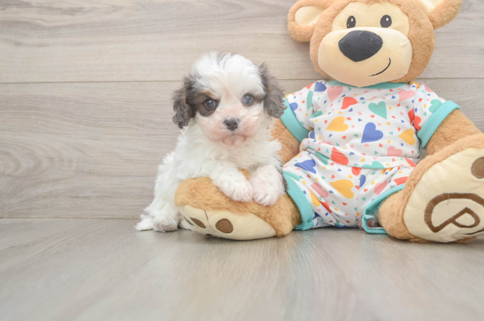 5 week old Cavapoo Puppy For Sale - Seaside Pups