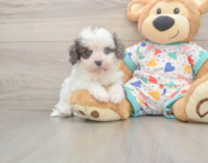 7 week old Cavapoo Puppy For Sale - Seaside Pups 7 week old Cavapoo Puppy For Sale - Seaside Pups
