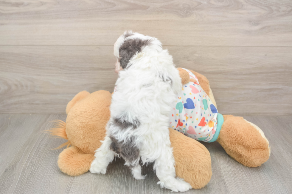 Little Cavipoo Poodle Mix Puppy