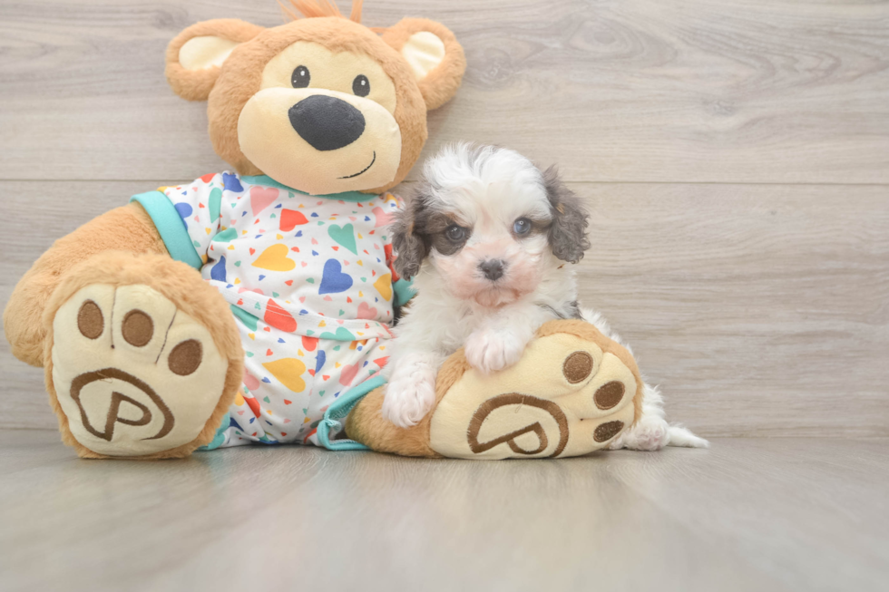 Smart Cavapoo Poodle Mix Pup